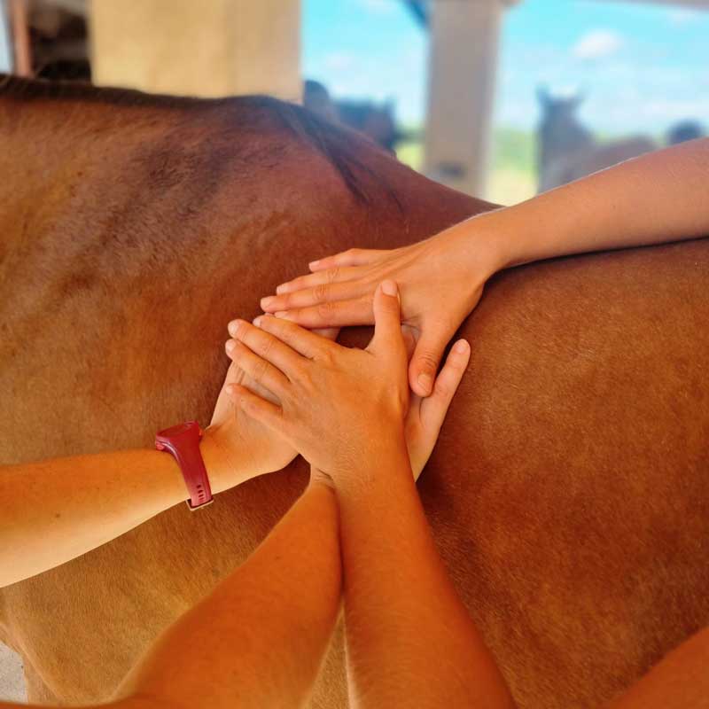 BIEN-ETRE-EQUIN-ET-SPORTS-EQUESTRES-web